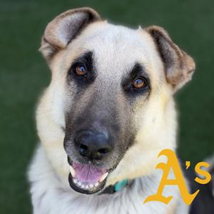 Simba, German Shepherd Dog Mix, adult, available for adoption