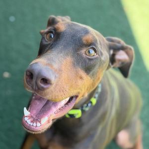 A close-up portrait of a happy Doberman Pinscher dog looking up with its mouth open.