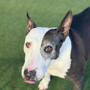Tess *Tri-Pawd*, Bull Terrier Mix, senior, available for adoption