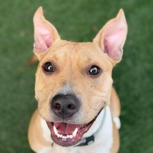 Gigi, American Pit Bull Terrier Mix, young, available for adoption