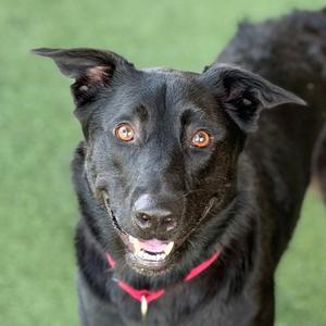 Nyla, Labrador Retriever and Belgian Malinois, adult, available for adoption