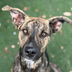 A brindle dog with large ears and expressive eyes looking directly at the camera.