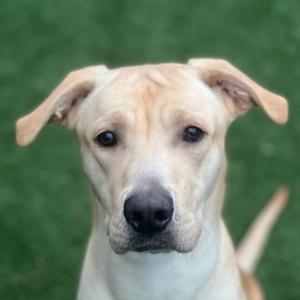 Otis, Labrador Retriever Mix, adult, available for adoption
