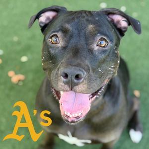 A close-up photograph of a black dog looking upward with its mouth open, with an Oakland Athletics 'A's' logo overlaid in the bottom left corner.