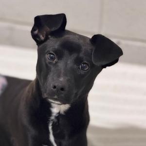 Edmonton, Terrier and Chihuahua - Smooth Coated, puppy, available for adoption