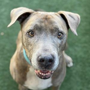 A close-up of a brown and white dog with floppy ears and a blue collar, looking directly at the camera with a happy expression.