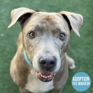 A brown and white dog with floppy ears and a blue collar, looking up at the camera with a happy expression. The background is a green surface, and there is a blue circle in the bottom right corner with the text "ADOPTION FEE WAIVED!"