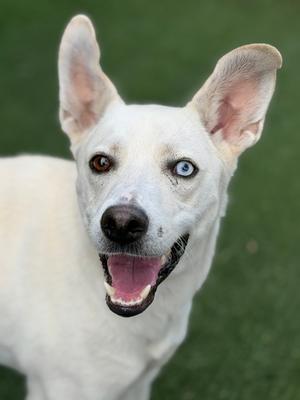 Banshee, Labrador Retriever and Siberian Husky, adult, available for adoption