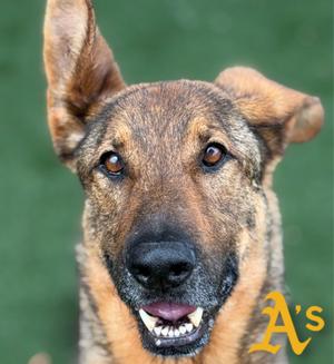 A close-up of a German Shepherd dog with its ears perked up, looking directly at the camera with a slightly tilted head and its mouth open, showing its teeth. A golden yellow 'A' logo is visible in the bottom right corner.
