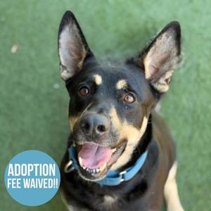A dog with its mouth open and tongue out, wearing a blue collar. A blue circle in the lower left corner says "ADOPTION FEE WAIVED!!".