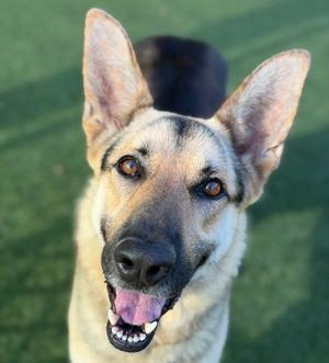 Cooper, German Shepherd Dog Mix, adult, available for adoption