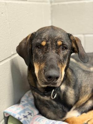 Duke, Doberman Pinscher and Siberian Husky, adult, available for adoption