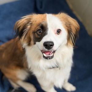 Cookie, Welsh Springer Spaniel Mix, young, available for adoption