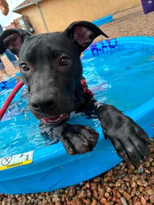 Denver, Mixed Breed, puppy, available for adoption
