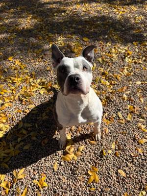 Forest, American Bully, adult, available for adoption
