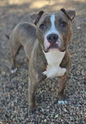 A brown and white pit bull terrier standing on a gravel surface, looking directly at the camera with a calm expression.