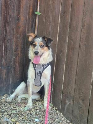 A dog sitting against a wooden fence, wearing a harness and a pink leash.