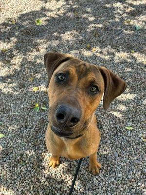 Niko, Rhodesian Ridgeback, adult, available for adoption