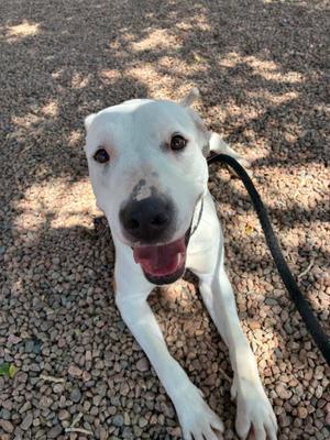 Nova, Pit Bull Terrier, adult, available for adoption
