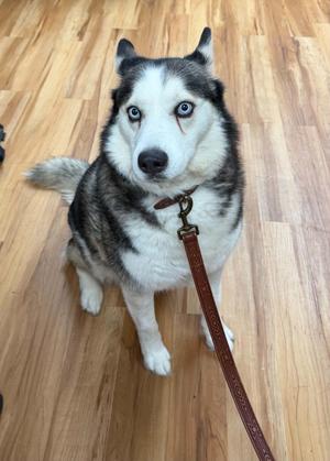 Niylah, Siberian Husky, senior, available for adoption