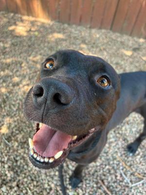 A black dog with a happy expression, looking up with its mouth open and tongue out.