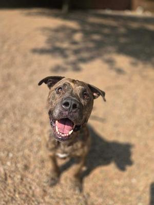 A brown and black brindle dog with floppy ears and a happy expression, standing on a dirt ground with sunlight casting shadows.
