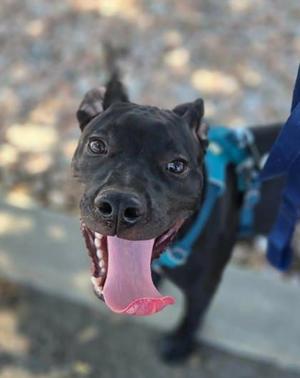 Murphy, Mixed Breed, young, available for adoption