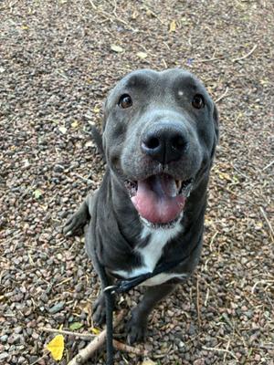 A happy black dog with a white chest, sitting on a gravel surface and looking up with its mouth open.