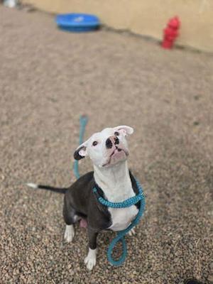 A pit bull dog with white and dark grey coloring sits on a gravel surface, looking upwards. The dog is wearing a blue braided leash around its neck and body.