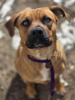 Punter, Mixed Breed, adult, available for adoption