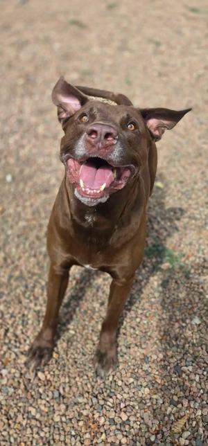 A brown dog with its mouth open, standing on a gravel surface.