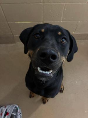 A black dog with brown markings on its face and paws, looking up with its mouth open, showing its teeth. The dog is standing on a tiled floor with a patterned object in the bottom left corner.