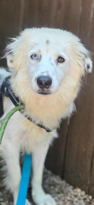 A fluffy white dog with blue eyes and a black nose, wearing a green leash and a black harness, standing in front of a wooden fence.