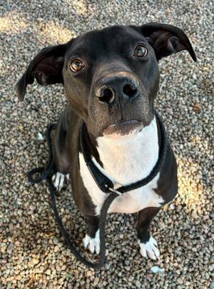 Duncan, Mixed Breed, adult, available for adoption