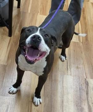 Gentoo, Mixed Breed, adult, available for adoption
