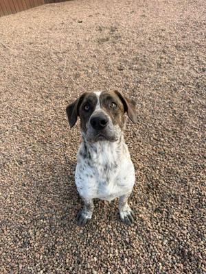 A brindle and white dog sitting on gravel.