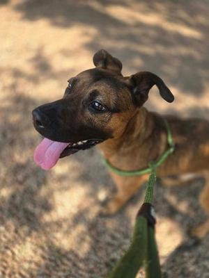 Ralph, Mixed Breed, young, available for adoption