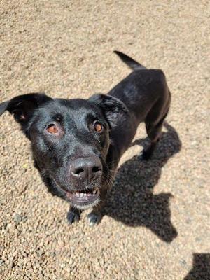 Mercedes, Labrador Retriever, adult, available for adoption
