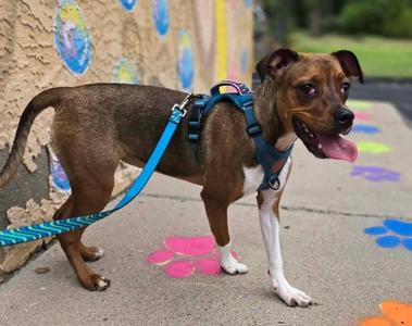 Cherry Pie, Mixed Breed, young, available for adoption
