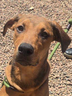 Ashley, Hound, young, available for adoption