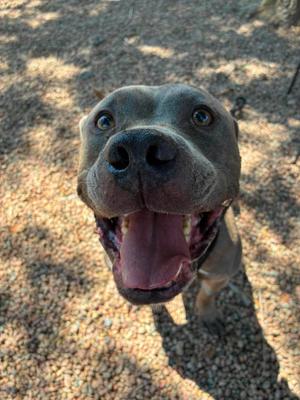 Blue, Mixed Breed, adult, available for adoption