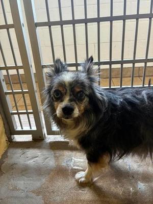 Banditt, Mixed Breed, senior, available for adoption