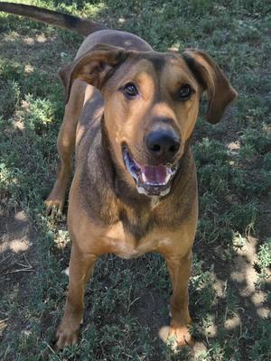 Bo, Hound, adult, available for adoption