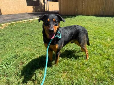 Bartholomew, Mixed Breed, adult, available for adoption