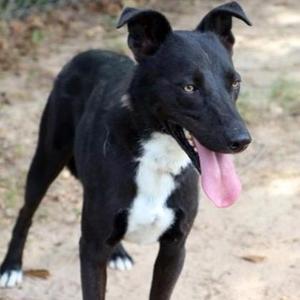 Cash, Retriever / Black Labrador Retriever, adult, available for adoption