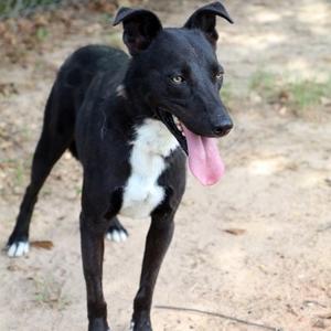 Cash, Retriever, adult, available for adoption