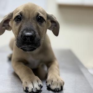 Calypso-4459, Mixed Breed (Medium), puppy, available for adoption