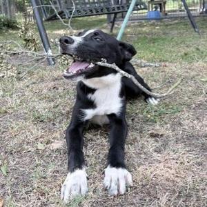 Dug, Collie, young, available for adoption