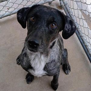 Dobby, Catahoula Leopard Dog / Labrador Retriever, adult, available for adoption