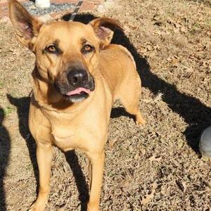 Austin, Shepherd / Mixed Breed, adult, available for adoption